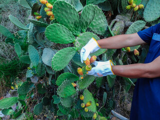 Naklejka premium Prickly pear harvest, Hands of a man wearing white gloves picking prickly pear fruit, Mediterranean prickly pear tree, wild prickly pears using protective gloves to protect himself from the thorns.