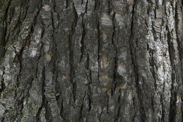dry tree bark texture and background, nature concept