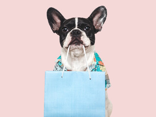 Cute puppy and shopping bag. Close-up, indoors. Studio shot, isolated background. Gift shop....