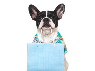 Cute puppy and shopping bag. Close-up, indoors. Studio shot, isolated background. Gift shop....