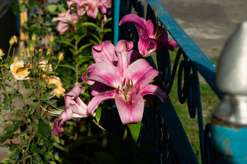 Bright pink lilies grace the area near a blue ornamental fence, creating a harmonious blend of color in a cheerful garden on a sunny day