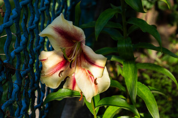 A lovely lily displays its creamy petals with vibrant red stripes while nestled beside a blue fence in a vibrant garden