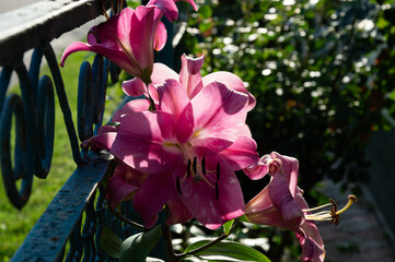 Pink lilies flourish near a decorative blue fence, basking under the warm sunlight in a serene garden setting