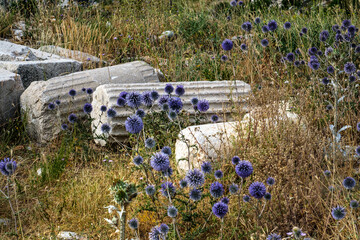 Wildflower flowers on the background of column fragments in the ruins of the ancient city of Sagalassos in Turkey