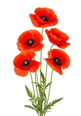 Naklejka premium Five vibrant red poppy flowers with delicate scarlet petals, intricate dark centers, and green stems, isolated against a transparent studio background, showcasing pristine botanical beauty