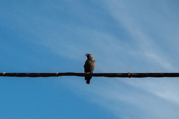 A solitary bird sits on a power line, vocalizing as the sun begins to rise in a clear, blue sky above a quiet neighborhood