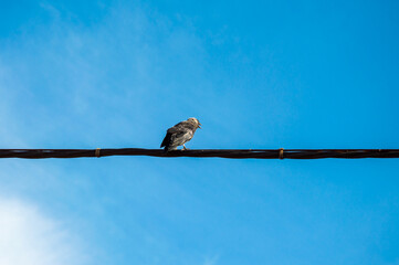 A bird sits calmly on a power line, surrounded by a bright blue sky, enjoying a peaceful midday moment