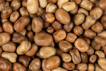 Edible Horse Garden Beans Vicia Faba Macro Top View