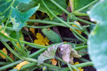 Lush cucumber plants are displayed with yellow flowers and green leaves in a summer garden thriving with new growth