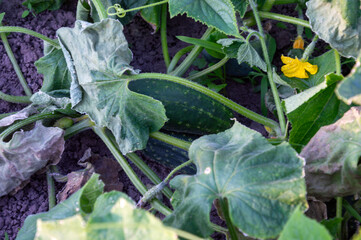 Healthy cucumbers are developing among lush green foliage in a garden, showcasing their vibrant color and texture during a sunny day