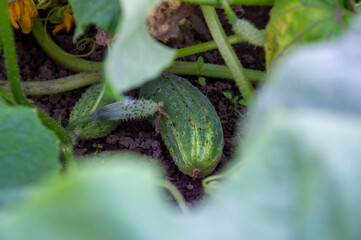 A green cucumber nestled among lush leaves in a garden, showcasing the beauty of summer harvest and plant growth