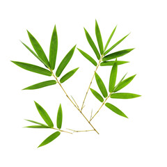 Fototapeta premium Vibrant green elliptical bamboo leaves and delicate light brown branches, perfectly isolated top-down against a transparent studio background, concept of botanical purity and commercial elegance