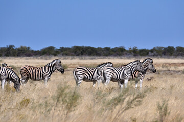 Stripped zebras in african bush. Etosha National Park, Namibia