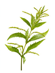 Naklejka premium Green plant sprig with leaves and small buds isolated on white background