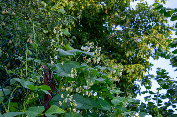 Bean plants are climbing with delicate white flowers surrounded by vibrant green foliage under the clear sky of daylight
