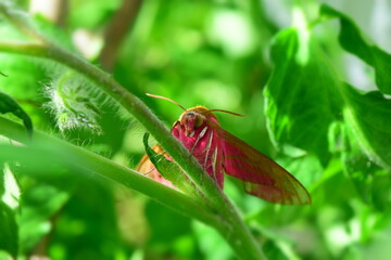 Elephant hawk moth butterfly on tomato plant