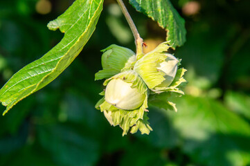 Young hazelnuts nestled in green leaves showcase their growth in a bright, sunlit orchard during the late summer season