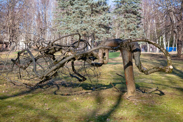 A complex shaped tree in a clearing in the park