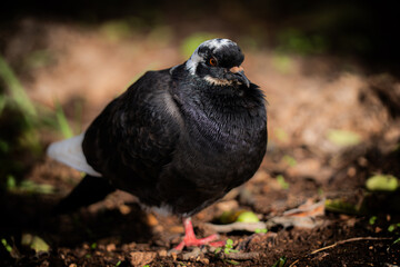 Close-up of a plump, black pigeon with a white head and tail feathers, standing on earthy ground with a blurred natural background.