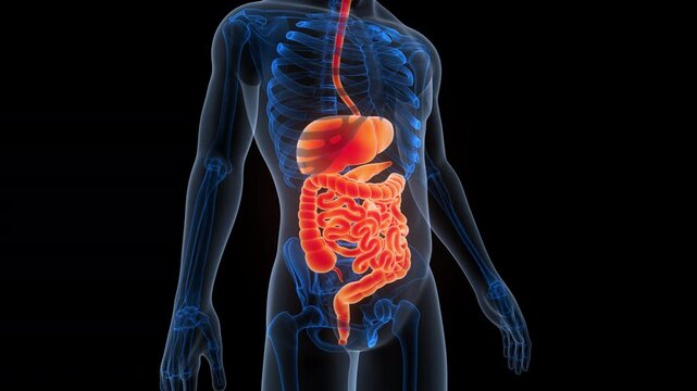 Human Digestive System Anatomy Animation Concept