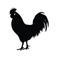 rooster isolated on white background