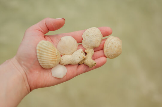 Woman&rsquo;s Hand Holding Seashells by the Shore in Puerto Rico with Copy Space