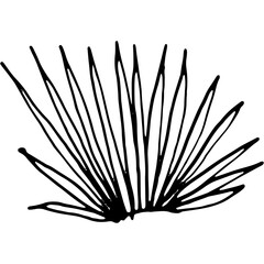 Hand-drawn sketch of a fan-shaped plant. Minimalist black and white botanical illustration of spiky leaves.