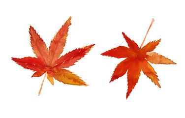 水彩の手描き素材。紅葉したもみじの素材