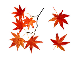 水彩の手描き素材。紅葉したもみじの素材