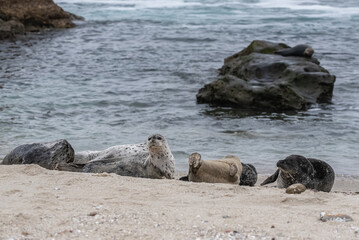 Seals