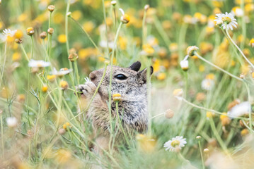 squirrel in the grass