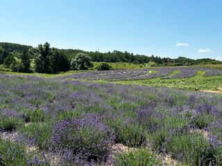 Obraz premium Beautiful lavender field against blue cloudy sky. Lavender close-up. Blooming lavender in the field 