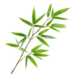 Fototapeta premium Green bamboo leaves isolate on transparent background