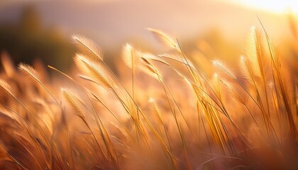 good atmosphere golden grasses swaying gently in a soft dreamy background