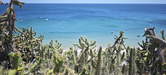 Großer stacheliger Kaktus in der Algarve