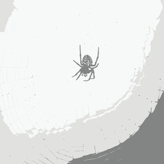 Detailed spider illustration on a textured, abstract background. Grayscale vector design element for a nature-themed project.