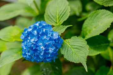 Colorful flowers in the garden
