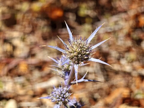 Eryngium Dilatatum an Portugals K&uuml;ste