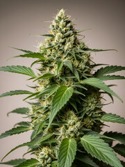 Young developing/growing medical recreational legal cannabis plant with visible flowering pistils, leaves, and buds