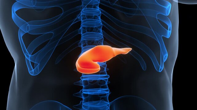Human Internal Organ Pancreas Anatomy Animation Concept