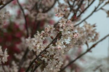 Mirabellenbaum in Blüte