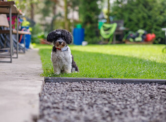 Young kittens in the garden