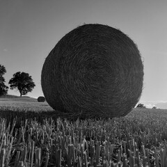 bales of hay