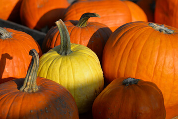 Bright orange pumpkins close up in sunlight. Natural autumn wallpaper background