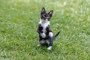 Young kittens in the garden © TomaszGwóźdźFoto