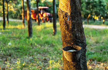 Gardener tapping latex rubber tree. Rubber Latex extracted from rubber tree.