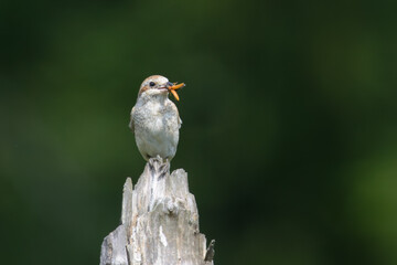 Neunt&ouml;ter Weibchen mit Beute