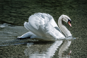 The Elegance of Nature: Swan in Hallstatt's Crystal Clear Lake