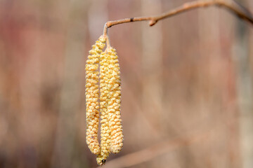 Common hazel (Corylus avellana) in the spring blooms in the forest