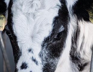 Farm Life in Mondsee: A Close-Up Study in Black and White